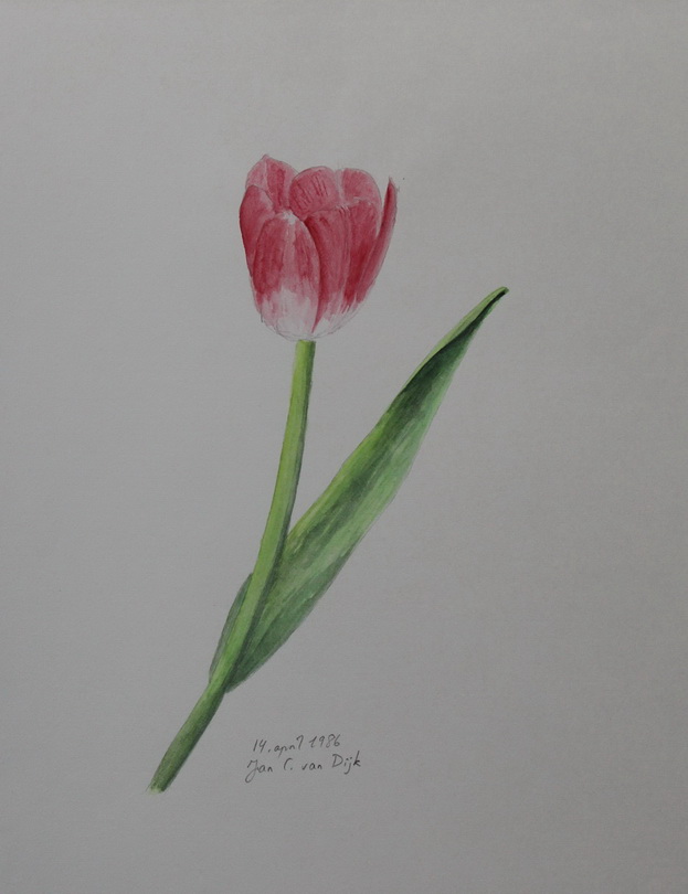 Tulipan